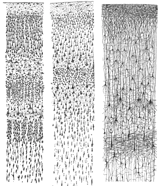 Três desenhos em nanquim de camadas de neurônios do córtex humano