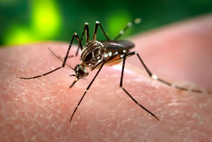 Mosquito Aedes aegypti pousado sobre a pele
